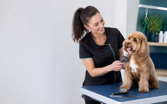 How to Become a Dog Groomer in Australia